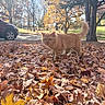 cat, orange_cat, autumn, fall_leaves, leaves, outdoor, trees, sunlight, parked_car, nature, animal, walking, daylight, grass, season, pet, feline, tree_trunk, leaf_litter, fall_season