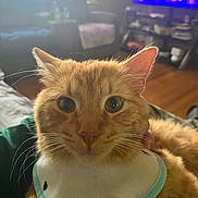 Tiger is registered to the contest to win money with this photo: cat, orange_tabby, close_up, pet, indoor, bib, feline, curious, whiskers, living_room, furniture, television, blurred_background, home, cozy, cute, animal, portrait, domestic_cat, eyes