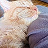 cat, orange_tabby, sleeping, closeup, whiskers, fur, pet, cozy, indoor, relaxation, purple_fabric, nap, cute, domestic_cat, feline, soft_light, resting, animal, warm, comfort