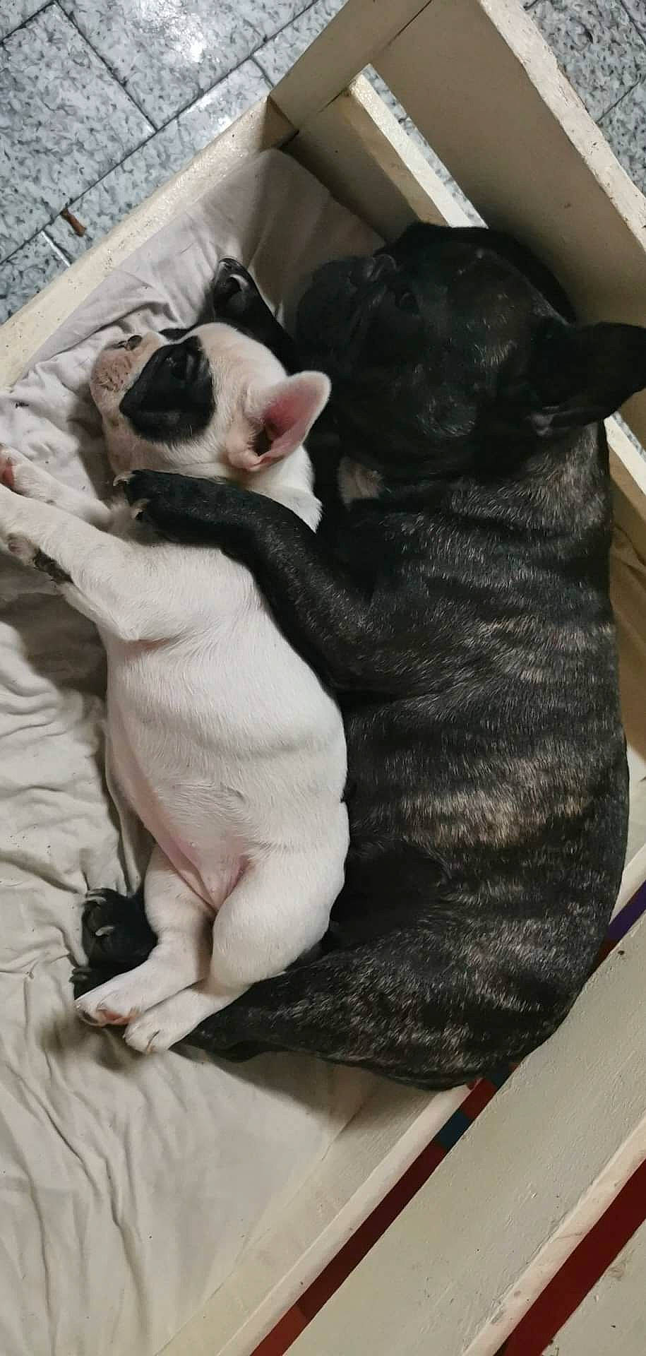 Skadi participe au concours pour gagner de l'argent avec cette photo : boston_terrier, canidae, carnivore, cat, comfort, companion_dog, dog_breed, ear, felidae, formal_wear, fur, grey, linens, nap, paw, puppy, small_to_medium_sized_cats, snout, tail, whiskers