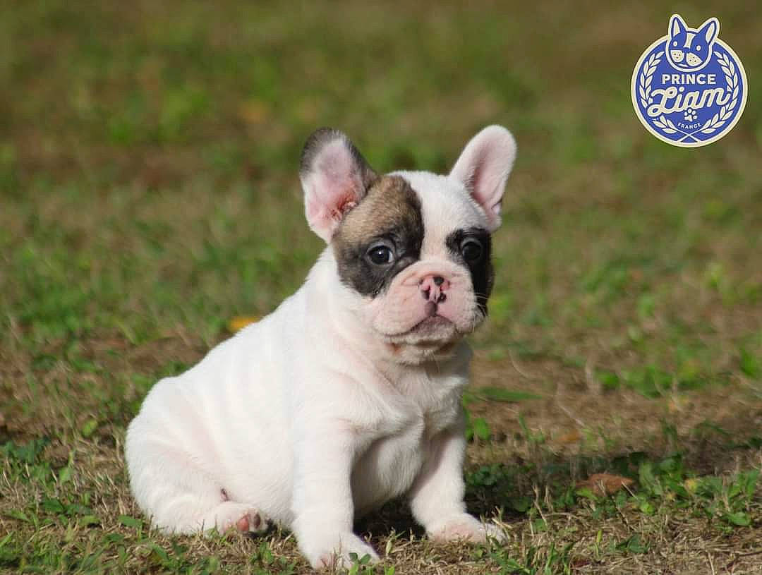 Skadi a rejoint le concours — aidez-le/la à gagner de superbes lots ! bulldog, canidae, carnivore, companion_dog, dog, dog_breed, fawn, french_bulldog, grass, logo, non_sporting_group, snout, sporting_group, terrestrial_animal, toy_dog, working_animal