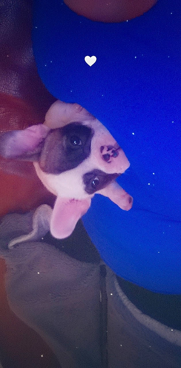 Skadi a rejoint le concours — aidez-le/la à gagner de superbes lots ! astronomical_object, carnivore, cloud, companion_dog, dog, dog_breed, electric_blue, eyewear, fawn, fun, happy, magenta, meteorological_phenomenon, night, paw, sky, space, sporting_group, tail, toy_dog