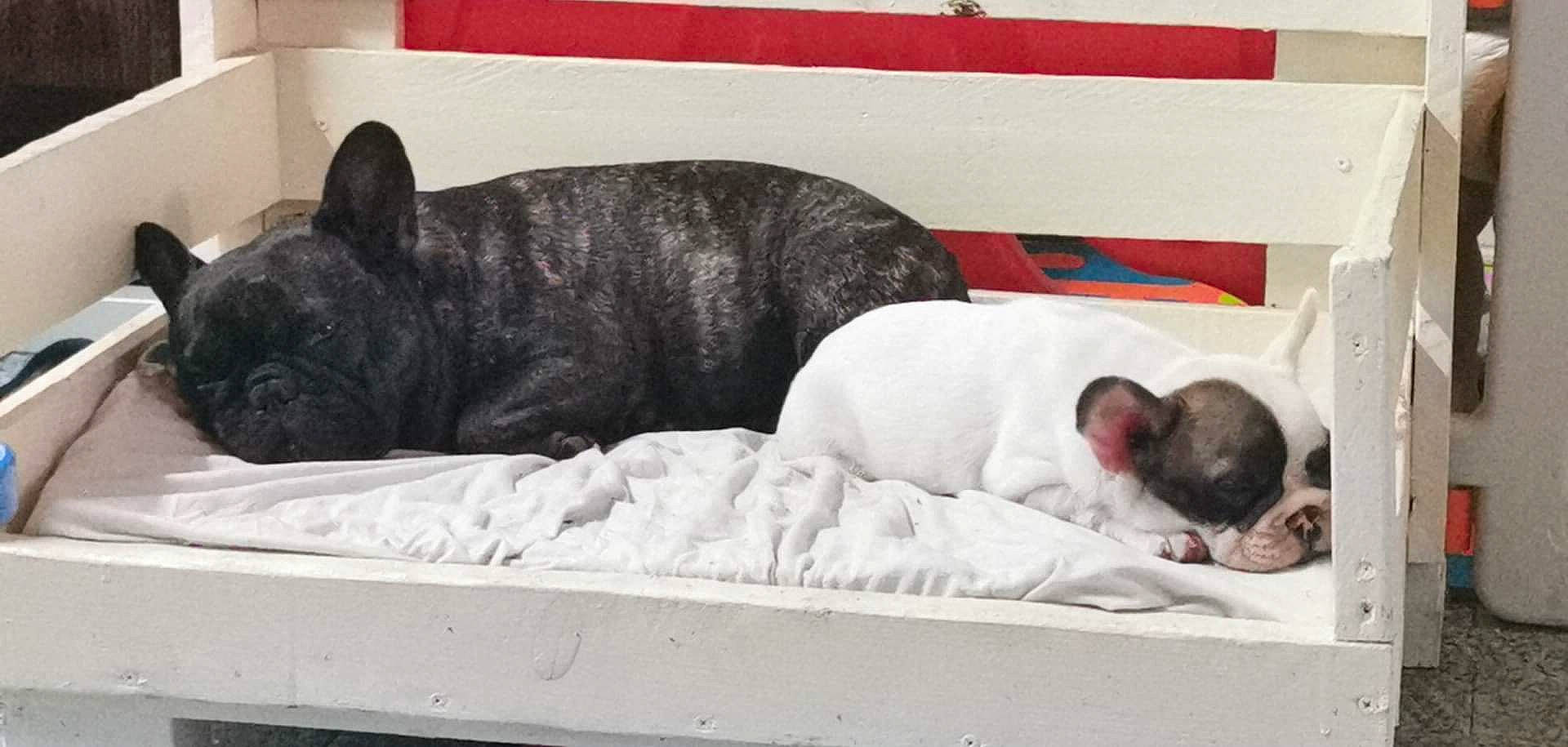 Skadi a rejoint le concours — aidez-le/la à gagner de superbes lots ! bathing, canidae, carnivore, comfort, companion_dog, dog, dog_breed, fawn, fur, guard_dog, linens, nap, non_sporting_group, room, sleep, snout, sporting_group, tail, terrestrial_animal, working_animal