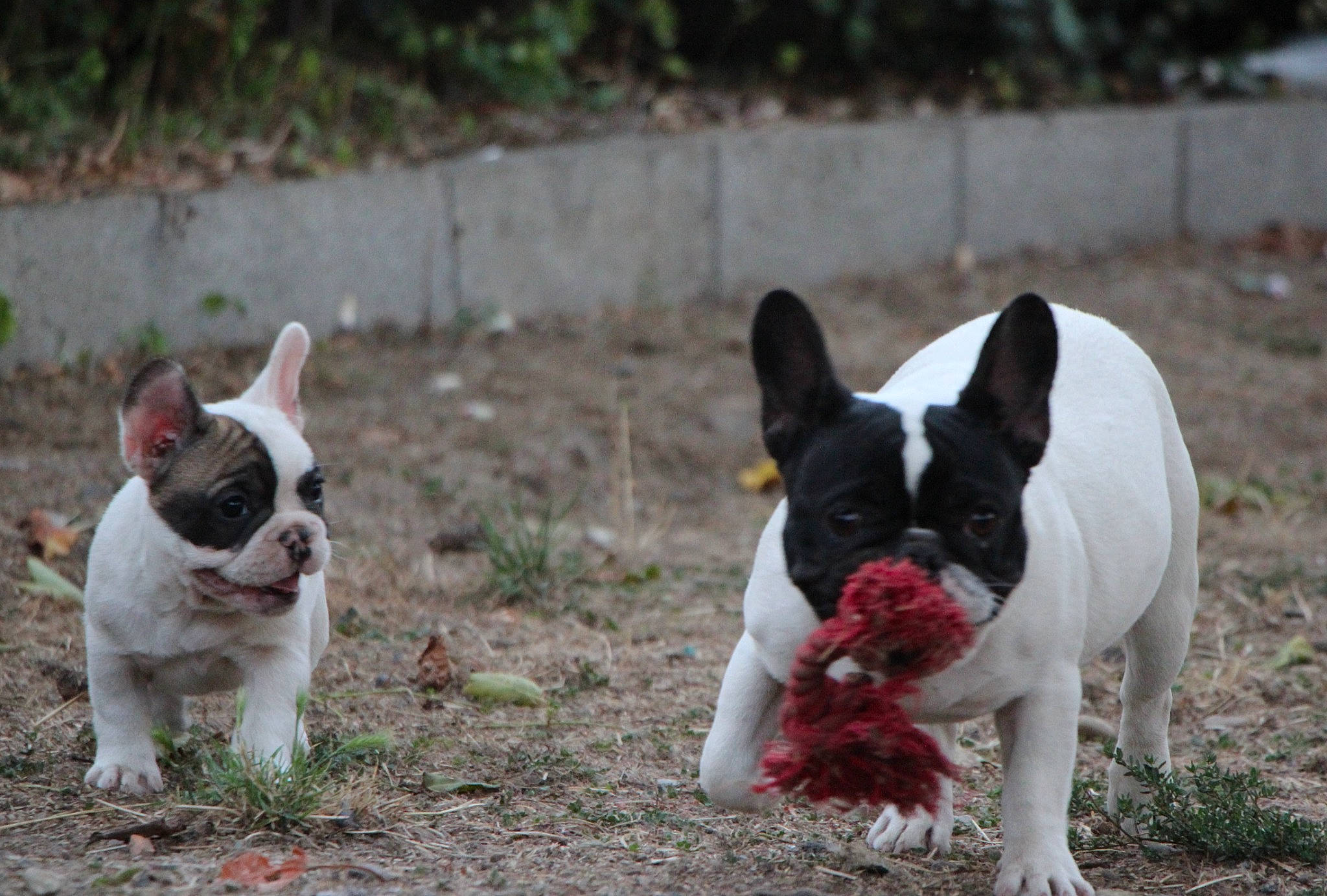 Skadi a rejoint le concours — aidez-le/la à gagner de superbes lots ! bulldog, canidae, carmine, carnivore, companion_dog, dog, dog_breed, ear, fawn, french_bulldog, grass, non_sporting_group, plant, snout, soil, sporting_group, tail, terrestrial_animal, toy_dog, working_animal