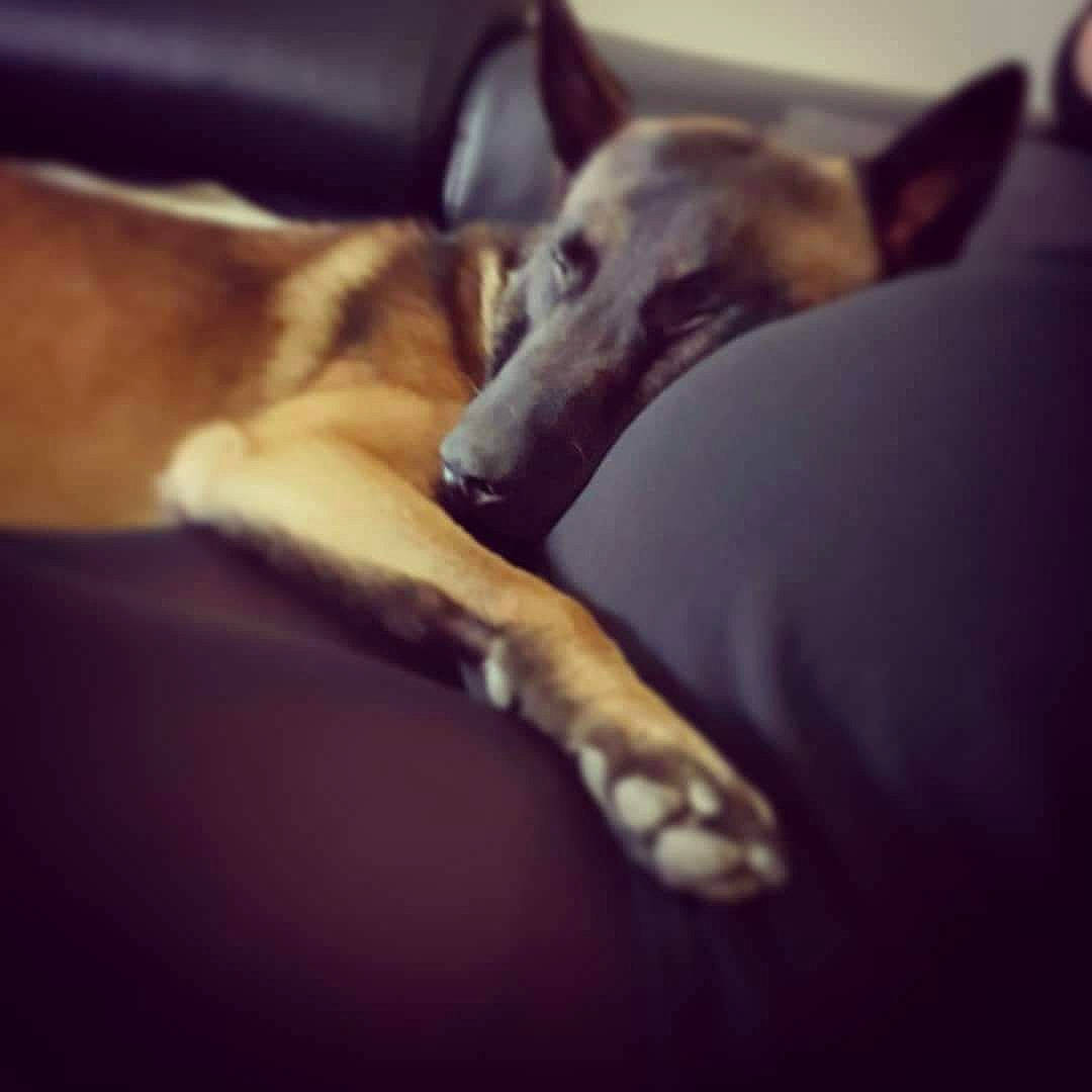 Gold participe au concours pour gagner de l'argent avec cette photo : canidae, carnivore, cloud, dog, dog_breed, fawn, furniture, galgo_espanol, greyhound, hortaya_borzaya, ibizan_hound, italian_greyhound, lurcher, mammal, polish_greyhound, sighthound, silken_windhound, sky, snout, whippet