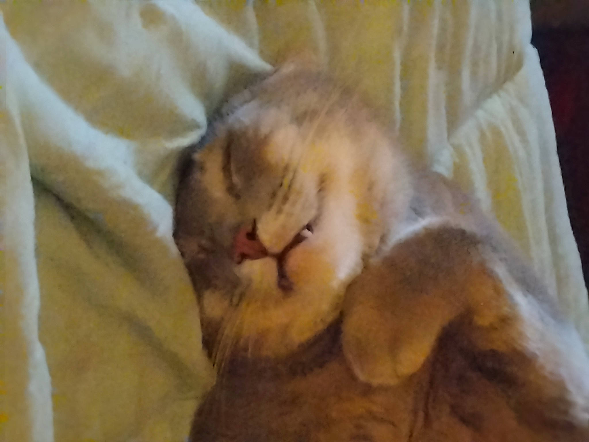 Larry joined the competition — help win amazing prizes! cat, claw, comfort, companion_dog, dog_breed, domestic_short_haired_cat, duvet, felidae, fur, linens, paw, small_to_medium_sized_cats, sporting_group, tail, whiskers