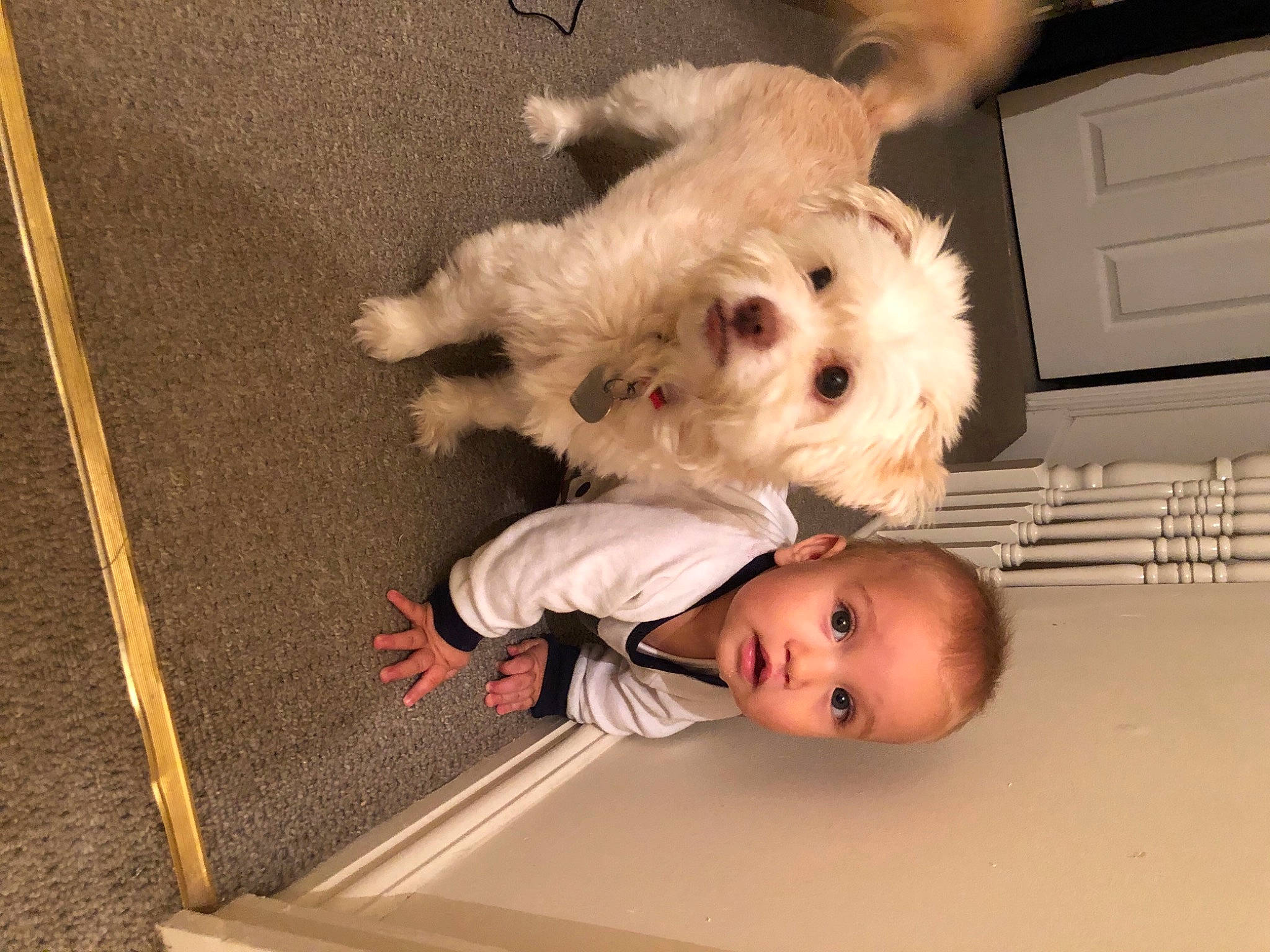 Alexandru joined the competition — help win amazing prizes! baby, baby_toddler_clothing, canidae, carnivore, chest_of_drawers, companion_dog, cutlery, dog, dog_breed, fork, kitchen_utensil, maltepoo, mammal, non_sporting_group, person, pet_supply, puppy, small_terrier, terrier, toy_dog