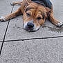 Zoey is registered to the contest to win money with this photo: dog, canine, portrait, close_up, sleepy, resting, lying_down, pavement, concrete, snout, paw, nails, brown_fur, black_fur, ears, nose, whiskers, outdoors, park, expression