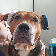 Zoey is registered to the contest to win money with this photo: dog, pet, close_up, muzzle, nose, collar, scrunchie, ears, eyes, human_partial, hand, necklace, indoor, carpet, container, mirror, curious, portrait, brown_coat, white_marking