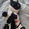 animal, black_cat, blanket, cat, comfort, cozy, cute, domestic_cat, feline, fur, indoor, knitted_sweater, paws, pet, relaxed, resting, sleep, sleeping, soft_texture, warm