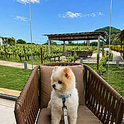 Maïko participe au concours pour gagner de l'argent avec cette photo : dog, puppy, fluffy, chair, outdoor, vineyard, greenery, sky, clouds, leash, pet, nature, wooden_structure, cushion, summer, daylight, small_dog, garden, relaxing, scenic_view