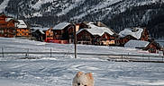 Maïko participe au concours pour gagner de l'argent avec cette photo : dog, snow, mountain, village, cable_car, winter, jacket, playful, outdoor, sky, wooden_house, snowy_peak, animal, pet, cold, nature, scenic, leaping, daytime, landscape