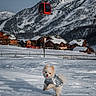 dog, snow, mountain, village, cable_car, winter, jacket, playful, outdoor, sky, wooden_house, snowy_peak, animal, pet, cold, nature, scenic, leaping, daytime, landscape