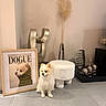 Maïko participe au concours pour gagner de l'argent avec cette photo : dog, pomeranian, poster, framed_picture, green_sweater, floor, tile_floor, vase, pampas_grass, abstract_sculpture, stool, white_stool, metallic_spheres, decor, modern_interior, beige_wall, pet, cute, indoor, art