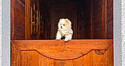 Maïko participe au concours pour gagner de l'argent avec cette photo : animal, cozy, curious, cute, dog, doorway, fluffy, fur, indoors, light, paw, pet, rustic, shadow, small_dog, sweater, white, window, wooden_cabin, wooden_door