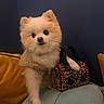 Maïko participe au concours pour gagner de l'argent avec cette photo : dog, pomeranian, pet, animal, fur, cute, sweater, handbag, leopard_print, couch, cushion, indoor, blue_wall, yellow_cushion, paw, small_dog, fur_texture, fashion, cozy, portrait