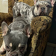 Dreiko is registered to the contest to win money with this photo: animal, armchair, brown, closeup, companion, cozy, cute, dog, domestic, ears, floor_tile, french_bulldog, furniture, gray, indoor, patterned_fabric, pet, portrait, resting, two_dogs