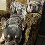 animal, armchair, brown, closeup, companion, cozy, cute, dog, domestic, ears, floor_tile, french_bulldog, furniture, gray, indoor, patterned_fabric, pet, portrait, resting, two_dogs