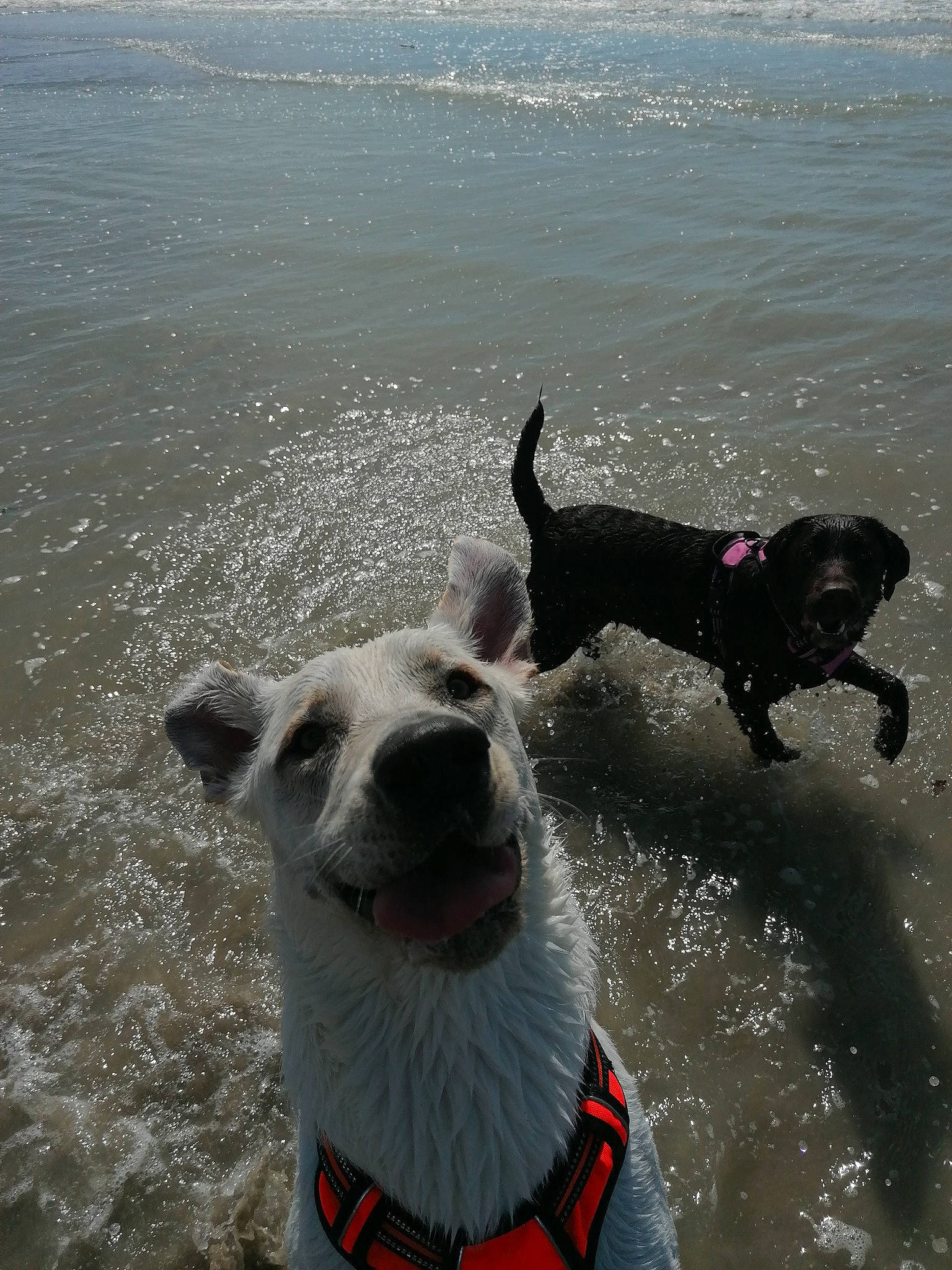 Simba Et Rafia participe au concours pour gagner de l'argent avec cette photo : beach, carnivore, collar, companion_dog, dog, dog_breed, dog_collar, guard_dog, lake, leash, ocean, personal_protective_equipment, pet_supply, recreation, sporting_group, tail, water, wind_wave, working_animal, working_dog
