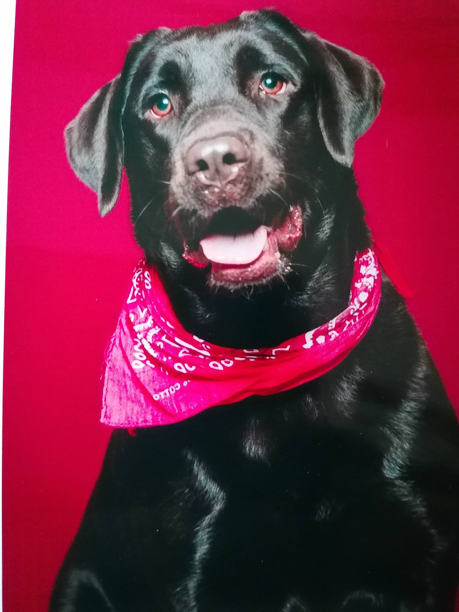 Rafia a rejoint le concours — aidez-le/la à gagner de superbes lots ! art, borador, canidae, carnivore, collar, companion_dog, dog, dog_breed, dog_collar, dog_supply, fur, gun_dog, liver, magenta, pet_supply, retriever, snout, sporting_group, whiskers, working_animal