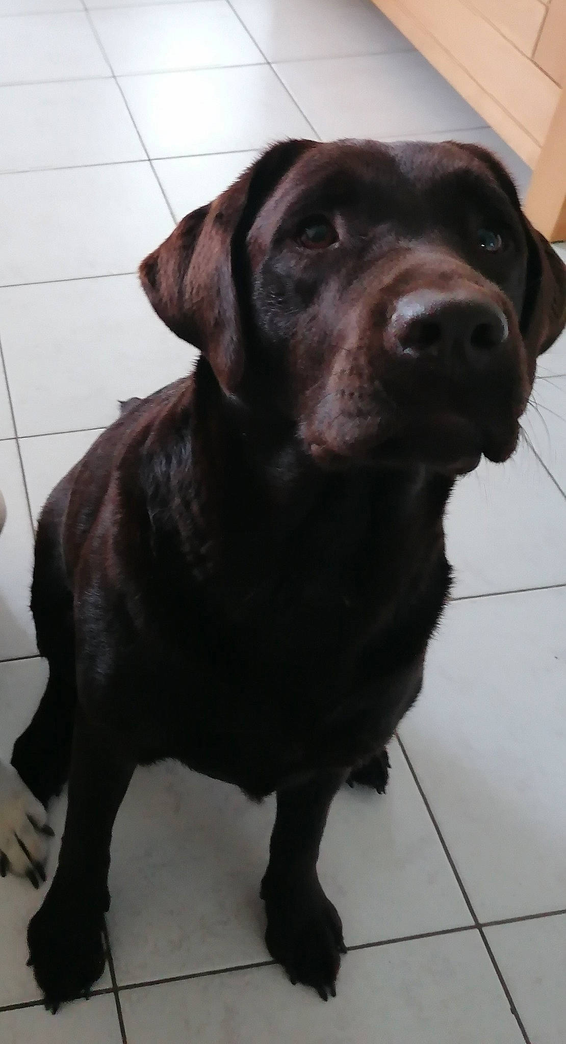 Rafia participe au concours pour gagner de l'argent avec cette photo : borador, canidae, carnivore, collar, companion_dog, dog, dog_breed, dog_collar, flooring, fur, gun_dog, hunting_dog, liver, retriever, snout, sporting_group, terrestrial_animal, tile_flooring, whiskers, working_animal