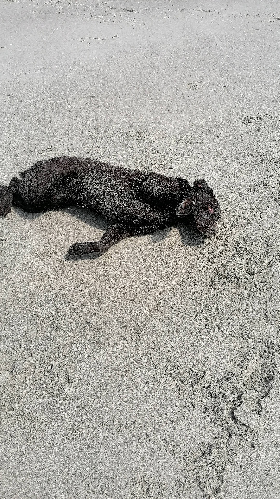 Rafia a rejoint le concours — aidez-le/la à gagner de superbes lots ! amphibian, art, asphalt, canidae, claw, foot, human_leg, iguania, marine_mammal, monochrome, monochrome_photography, paw, road_surface, sand, scaled_reptile, shadow, soil, sporting_group, tail, terrestrial_animal