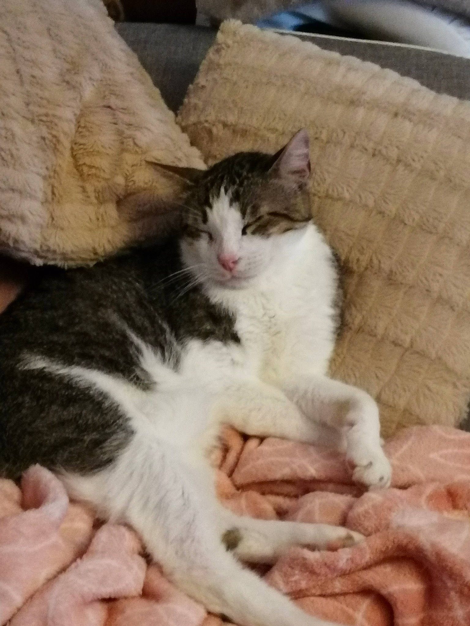 Mamaou participe au concours pour gagner de l'argent avec cette photo : box, carnivore, cat, claw, comfort, couch, domestic_short_haired_cat, felidae, foot, fur, nap, paw, small_to_medium_sized_cats, tail, whiskers