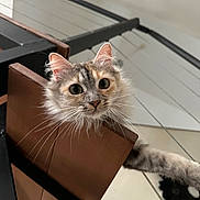 Miminette participe au concours pour gagner de l'argent avec cette photo : cat, fluffy, chair, curious, pet, indoor, whiskers, feline, wood, paw, stairs, cables, closeup, brown, gray, white, domestic, animal, looking, stretching