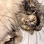 Miminette participe au concours pour gagner de l'argent avec cette photo : cat, fluffy, sleepy, paw, fur, cute, pet, animal, domestic, resting, closeup, whiskers, bed, blanket, relaxed, feline, cozy, indoor, soft, eyes