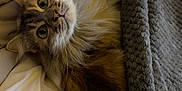 Miminette a rejoint le concours — aidez-le/la à gagner de superbes lots ! cat, fluffy, bed, blanket, cozy, indoor, pet, fur, resting, looking_up, whiskers, ears, cute, domestic_animal, sleepy, comfort, soft, feline, animal, relaxed