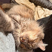 Miminette participe au concours pour gagner de l'argent avec cette photo : cat, sleeping, fluffy, fur, cozy, resting, paw, closeup, indoor, cute, pet, animal, relaxing, soft, whiskers, ears, face, nap, comfort, home