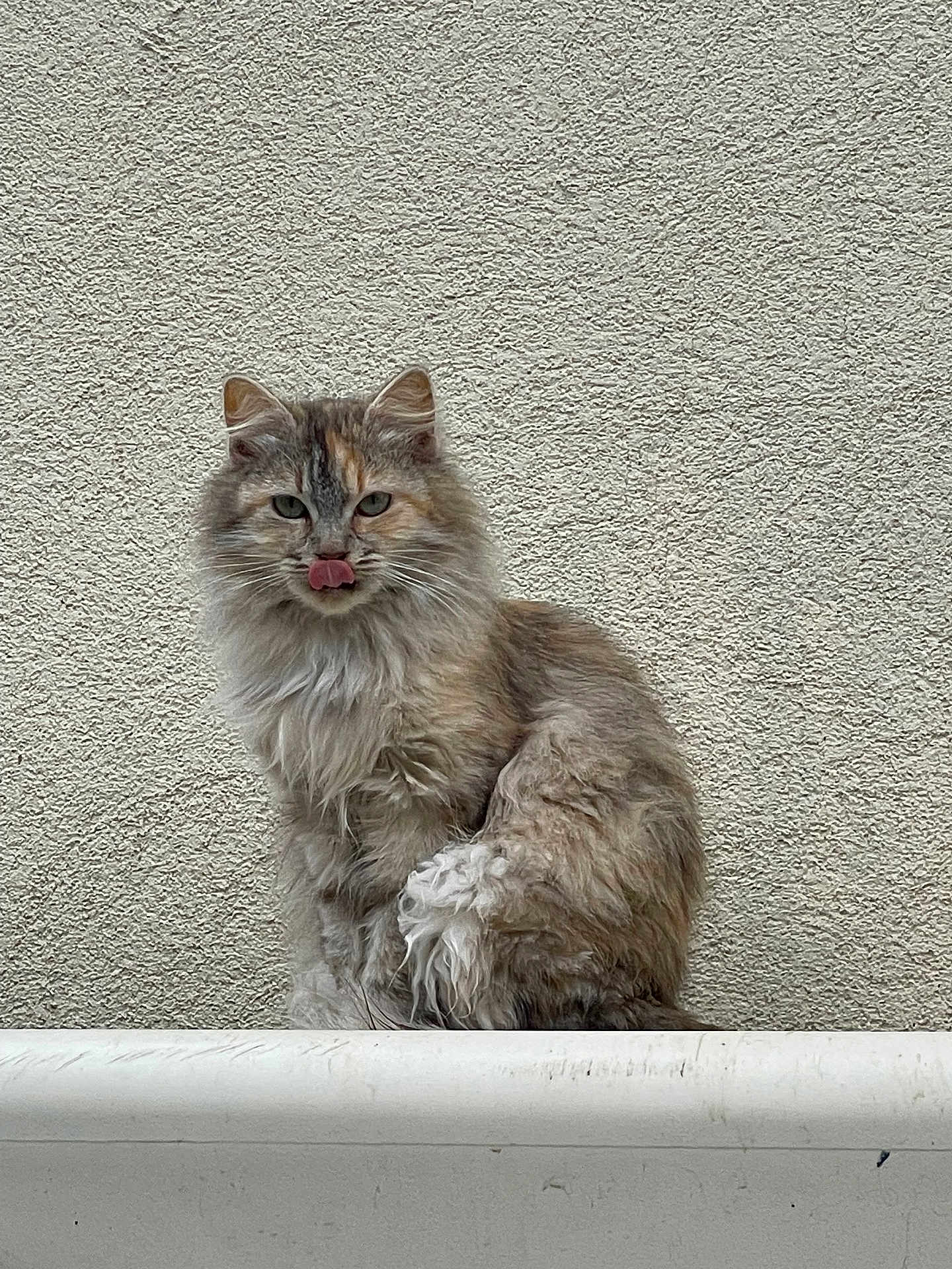 Miminette
