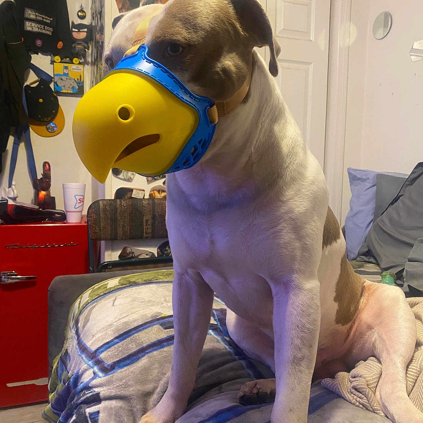 Juju Knucklehead is registered to the contest to win money with this photo: bed, blanket, brown_and_white, canine, dog, domestic_animal, door, floor, furniture, house, indoor, mug, muzzle, pet, pillow, poster, red_fridge, resting, seat, wall