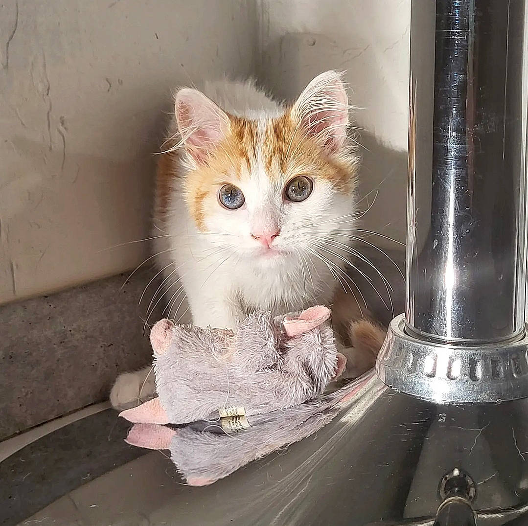 Moly a rejoint le concours — aidez-le/la à gagner de superbes lots ! box, carnivore, cat, claw, domestic_short_haired_cat, felidae, fur, glass, metal, paw, photo_caption, small_to_medium_sized_cats, snout, tail, whiskers, window