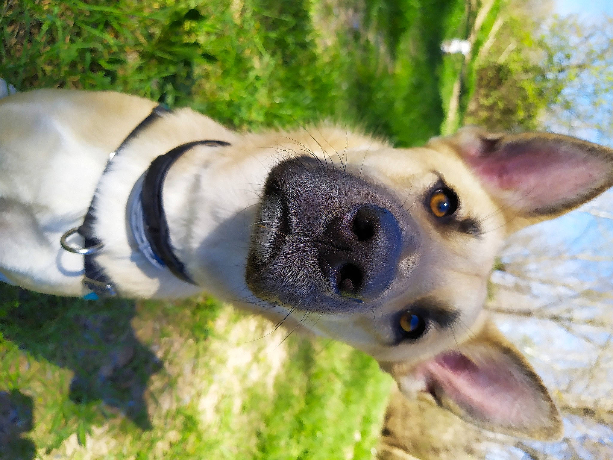 Lyonn a rejoint le concours — aidez-le/la à gagner de superbes lots ! canidae, carnivore, dog, dog_breed, ear, fawn, mammal, nose, snout, vertebrate