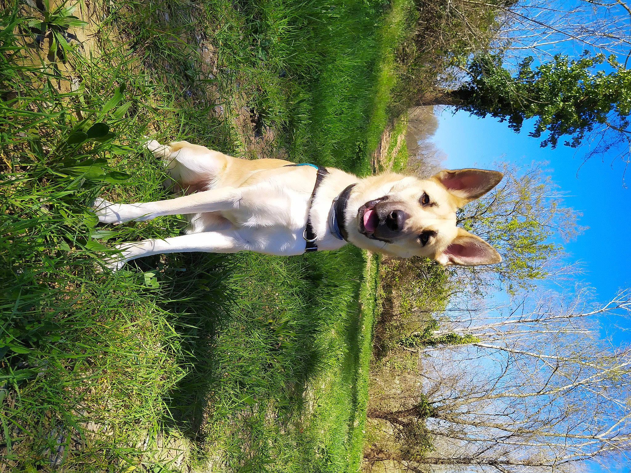 Lyonn a rejoint le concours — aidez-le/la à gagner de superbes lots ! canidae, carnivore, dog, dog_breed, fawn, labrador_retriever, mammal, retriever, sporting_group, summer, tree