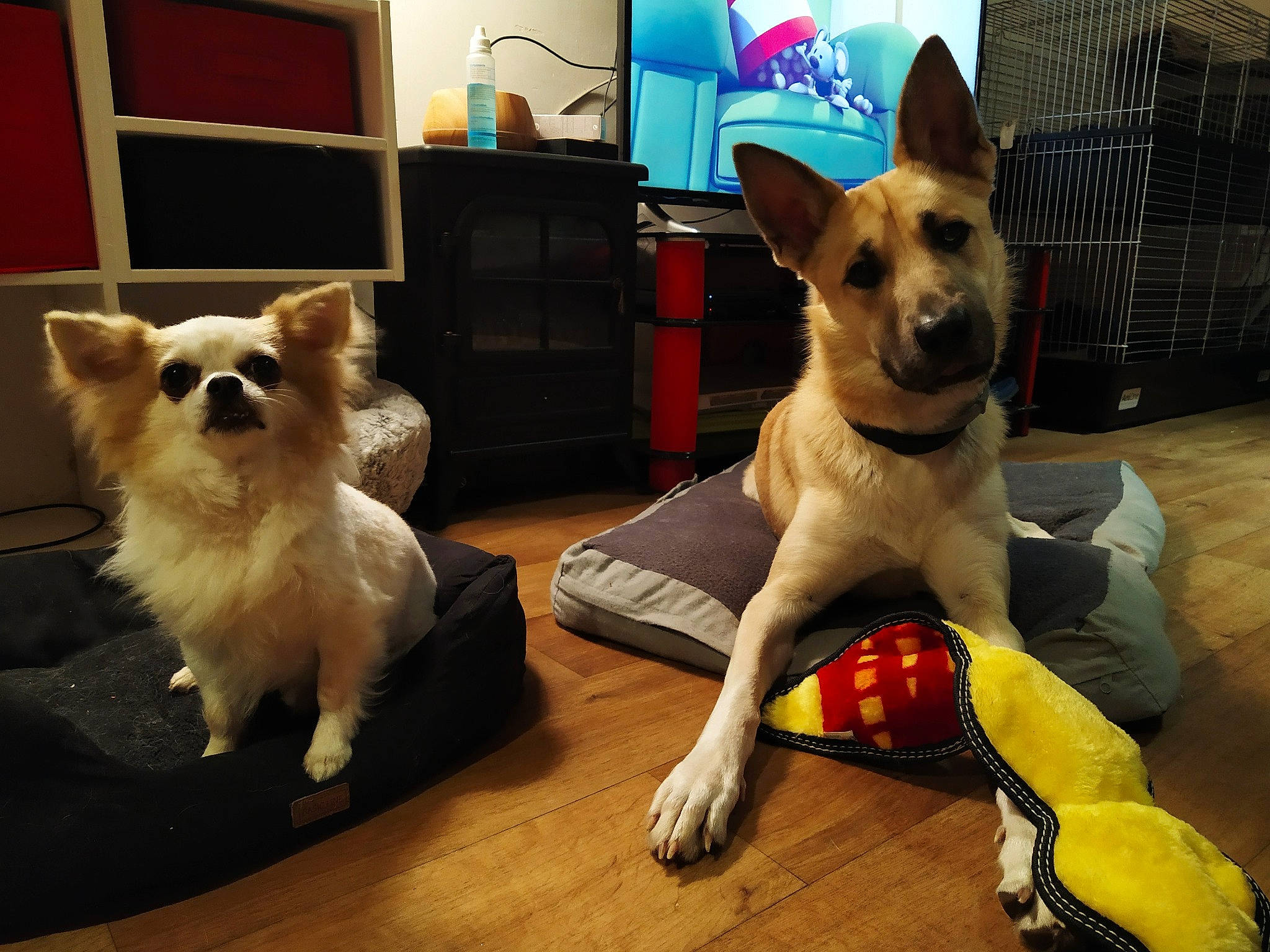 Lyonn a rejoint le concours — aidez-le/la à gagner de superbes lots ! canidae, cardigan_welsh_corgi, carnivore, companion_dog, corgi_chihuahua, dog, dog_breed, fawn, mammal, pembroke_welsh_corgi, snout, vertebrate, welsh_corgi, working_dog