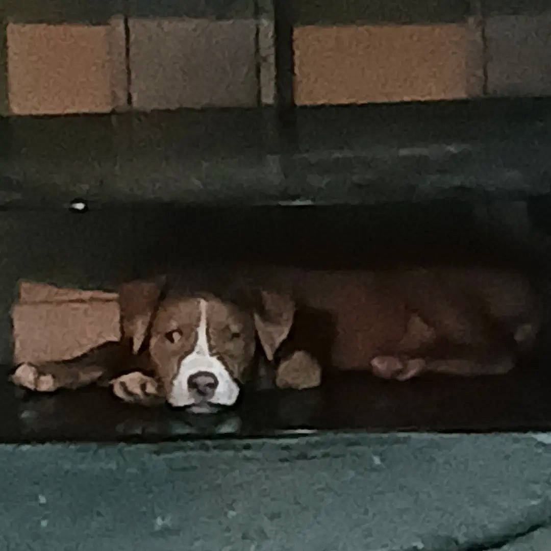 Bella'Moon joined the competition — help win amazing prizes! ball, brick, brickwork, canidae, carnivore, companion_dog, concrete, dog, dog_breed, fawn, flooring, fur, hardwood, road_surface, snout, terrestrial_animal, tints_and_shades, whiskers, wood, working_animal