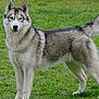 dog, siberian_husky, canine, pet, outdoor, grass, animal, fur, tail, standing, tongue_out, alert, mammal, friendly, cute, nature, portrait, eyes, happy, domestic_animal