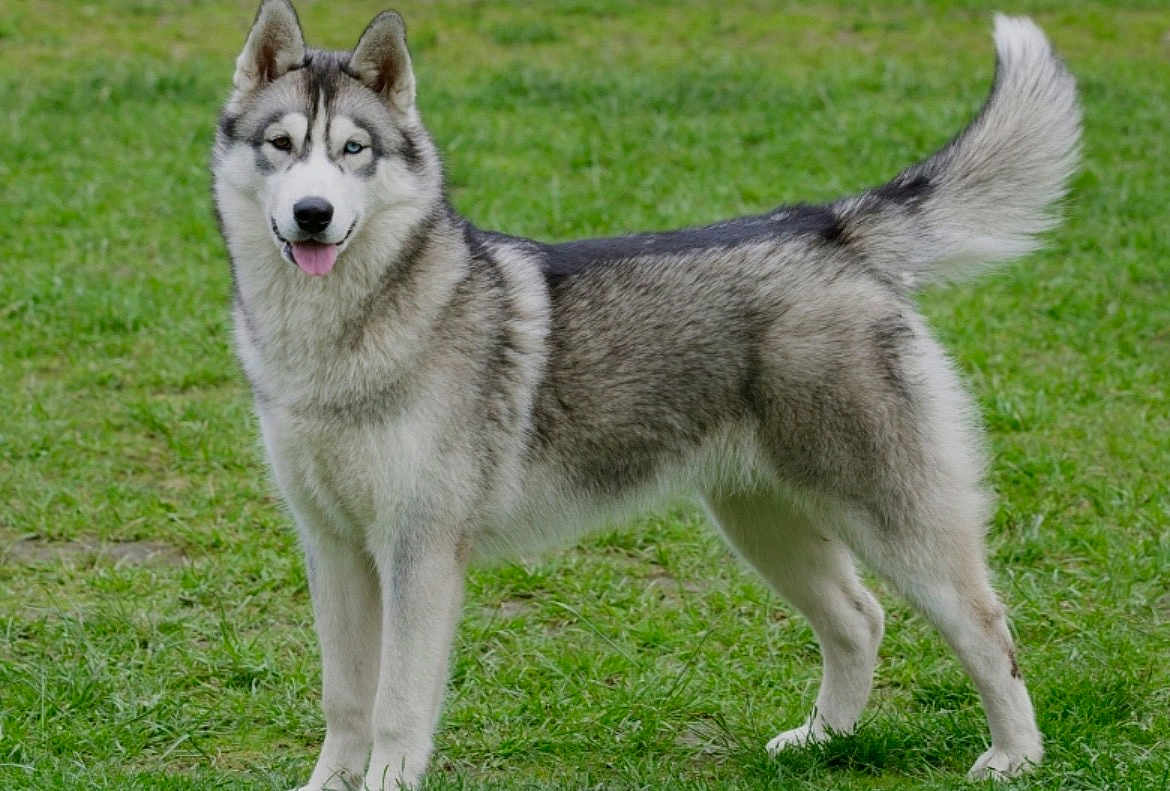 Farie a rejoint le concours — aidez-le/la à gagner de superbes lots ! dog, siberian_husky, canine, pet, outdoor, grass, animal, fur, tail, standing, tongue_out, alert, mammal, friendly, cute, nature, portrait, eyes, happy, domestic_animal