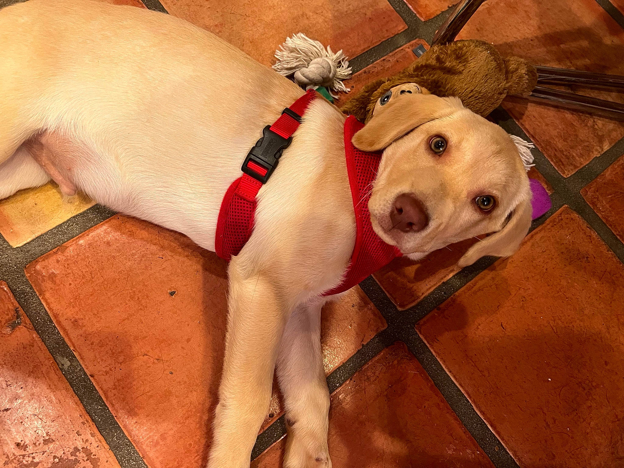 Buddy joined the competition — help win amazing prizes! canidae, carnivore, collar, companion_dog, dog, dog_breed, dog_clothes, dog_collar, dog_supply, fawn, fur, guard_dog, leash, paw, pet_supply, snout, sporting_group, tail, whiskers, working_animal