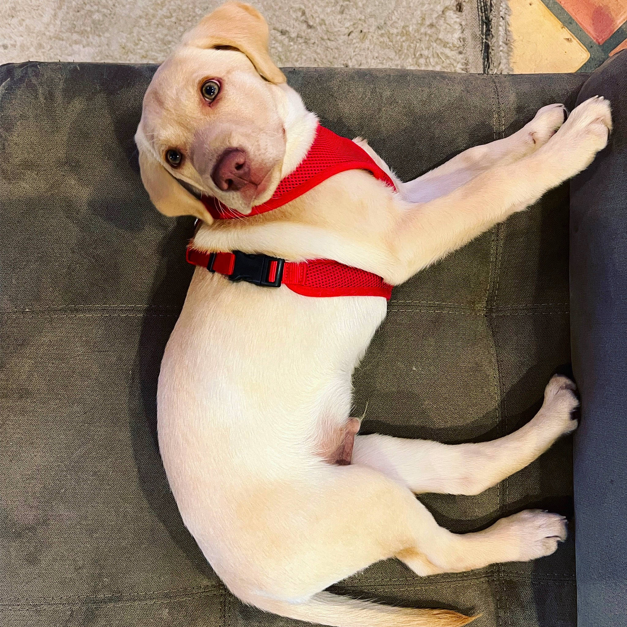 Buddy is registered to the contest to win money with this photo: canidae, carmine, carnivore, collar, companion_dog, dog, dog_breed, dog_clothes, dog_collar, dog_supply, fawn, lifejacket, personal_protective_equipment, pet_supply, snout, sporting_group, tail, thigh, tie, working_animal