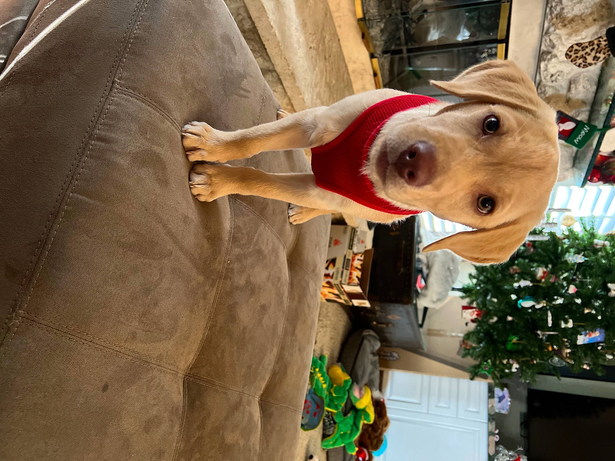 Buddy is registered to the contest to win money with this photo: art, carving, christmas, christmas_decoration, christmas_ornament, christmas_tree, event, fun, holiday, holiday_ornament, leisure, ornament, recreation, sculpture, statue, toy, tree, visual_arts, wood, working_animal