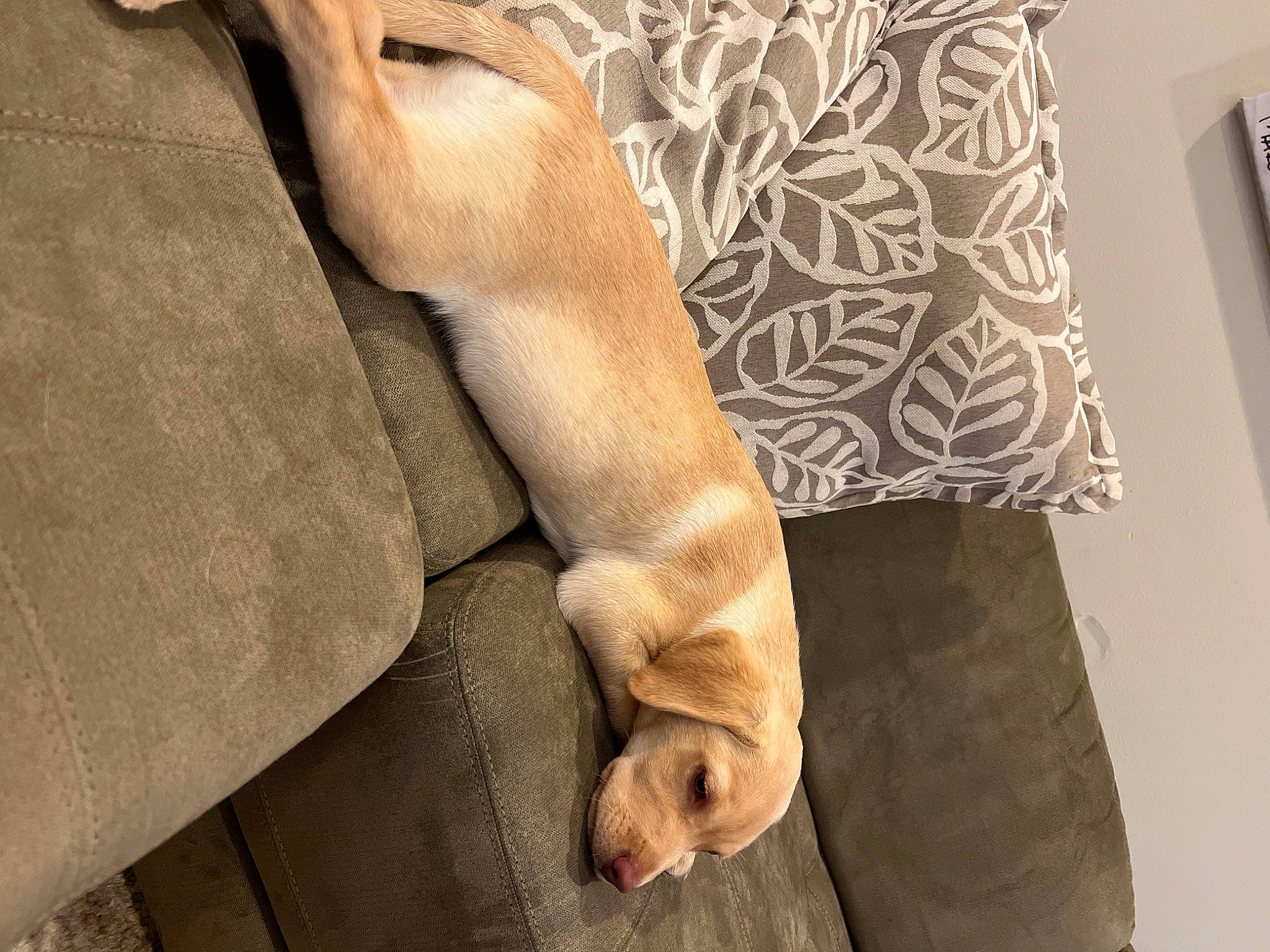 Buddy is registered to the contest to win money with this photo: carnivore, comfort, companion_dog, couch, dog, dog_breed, fawn, felidae, flooring, foot, gesture, human_leg, knee, linens, nail, snout, thigh, wood, working_animal, wrist