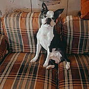 Rocko joined the competition — help win amazing prizes! dog, black_and_white, plaid, couch, sofa, indoor, pet, animal, seated, vintage, pattern, furniture, wallpaper, decor, mammal, ears, face, living_room, resting, companion