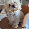 dog, fluffy, white_dog, pet, chair, indoor, curious, small_dog, cute, furry, tilted_head, seated, tile_floor, stone_wall, leather_chair, domestic_animal, companion, animal, paw, fur