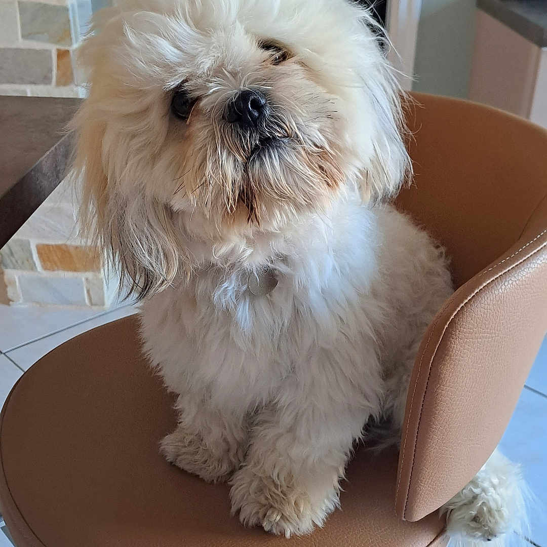 Thao participe au concours pour gagner de l'argent avec cette photo : dog, fluffy, white_dog, pet, chair, indoor, curious, small_dog, cute, furry, tilted_head, seated, tile_floor, stone_wall, leather_chair, domestic_animal, companion, animal, paw, fur