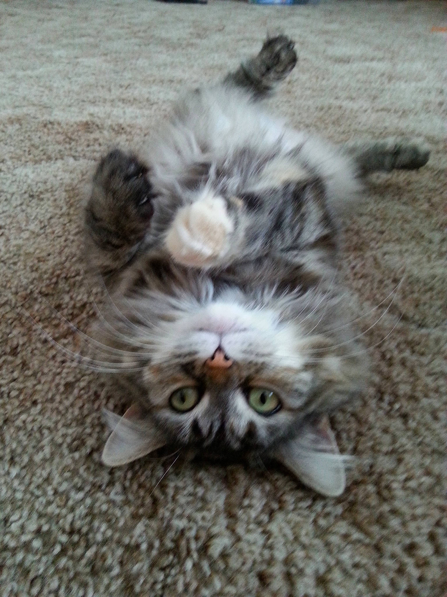 Isabelle is registered to the contest to win money with this photo: american_curl, british_longhair, british_semi_longhair, carnivore, cat, domestic_long_haired_cat, european_shorthair, felidae, fur, kitten, mammal, munchkin, paw, pixie_bob, polydactyl_cat, ragamuffin, small_to_medium_sized_cats, snout, tabby_cat, whiskers