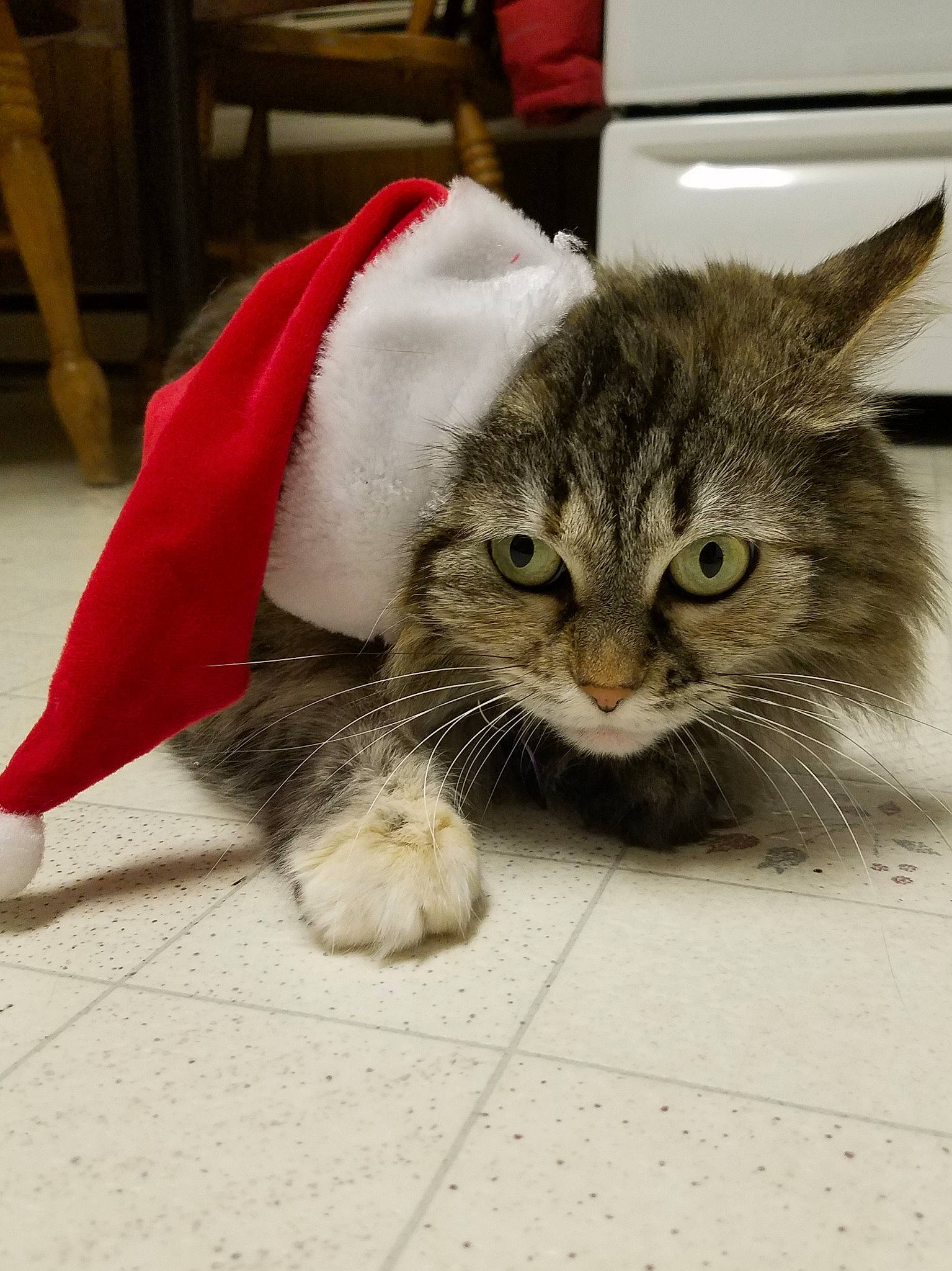 Isabelle joined the competition — help win amazing prizes! aegean_cat, american_shorthair, american_wirehair, asian, carnivore, cat, claw, domestic_short_haired_cat, dragon_li, european_shorthair, felidae, fur, kitten, norwegian_forest_cat, paw, polydactyl_cat, small_to_medium_sized_cats, tabby_cat, whiskers