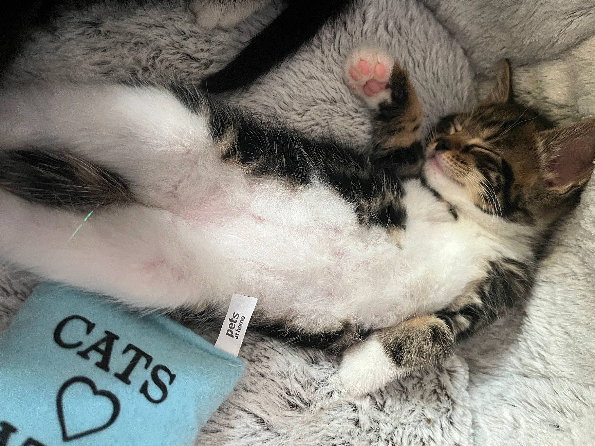 Shelly is registered to the contest to win money with this photo: canidae, carnivore, cat, claw, comfort, domestic_short_haired_cat, felidae, font, foot, fur, human_leg, nap, paw, photo_caption, sleep, small_to_medium_sized_cats, tail, toy, whiskers